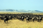 Serengeti National Park in Tanzania