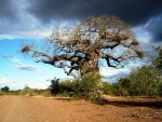 The Kruger National Park in South Africa