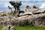 The Serengeti National Park in Tanzania