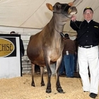 Worlds Most Expensive Jersey Cow Pictures
