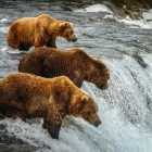  Alaska Travel Guide – Alaska Vacation Advice