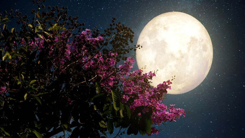  How to see the last supermoon of 2020