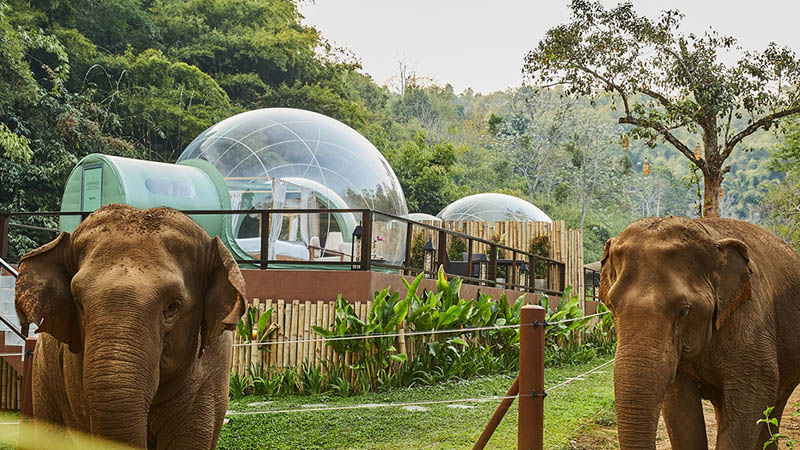  These ‘Jungle Bubble’ Suites in Thailand Let You Sleep Among the Elephants