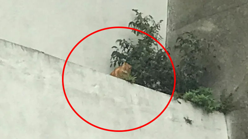  Cat Rescued From 60ft-High Perilous Ledge In Kent Safely Reunited With Owner