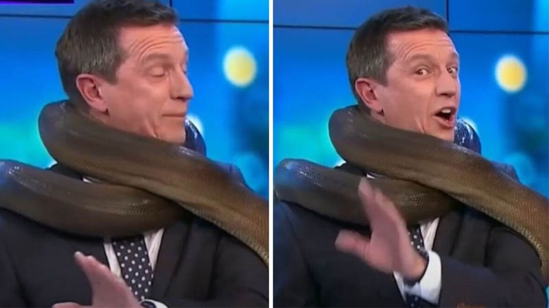  Live TV Fright Presenter Rove McManus in Stranglehold by Snake During Broadcast